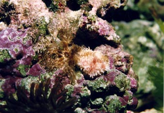 Anemonas (Actiniario)