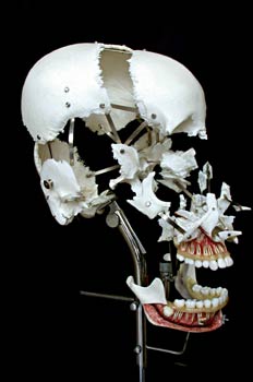 Cráneo