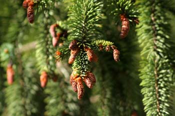 Falso abeto rojo - Conos Masc. (Picea abies)