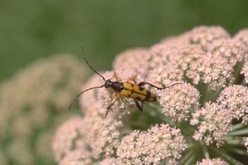 Ruptela maculata