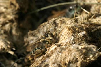 Saltamontes (Acrididae fam.)