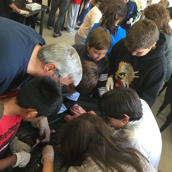 2016-11-09_DISECCION OJO CORDERO (28)