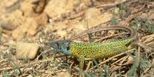 Lagarto verdinegro (Lacerta schreiberi)