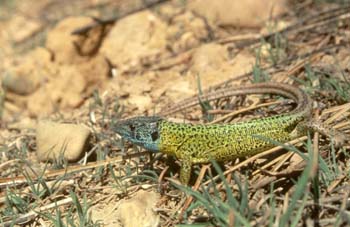 Lagarto verdinegro (Lacerta schreiberi)