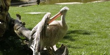 Pelícano gris (Pelecanus rifescens)