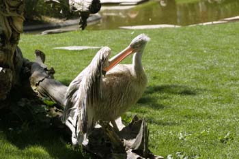 Pelícano gris (Pelecanus rifescens)