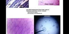 RECONOCIMIENTO DE BIOMOLÉCULAS y OBSERVACIÓN MICROSCÓPICA