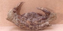 Archeogerion petiviano (Crustáceo) Mioceno