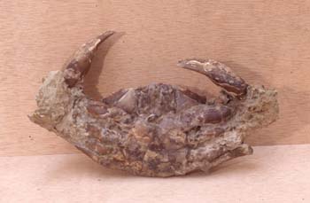 Archeogerion petiviano (Crustáceo) Mioceno