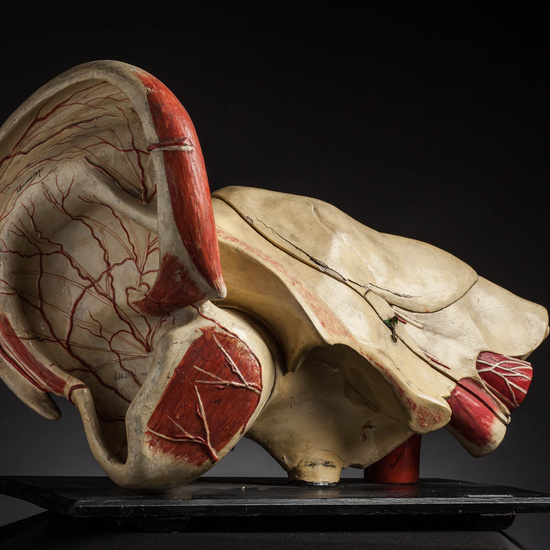 IES_CARDENALCISNEROS_ANATOMIA_MODELOS_036