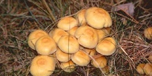 Pholiota lenta