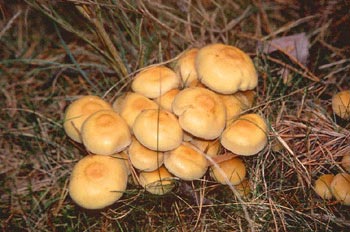 Pholiota lenta