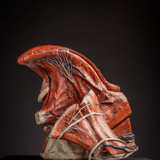 IES_CARDENALCISNEROS_ANATOMIA_MODELOS_014
