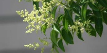 Aligustre - Flor (Ligustrum sp.)