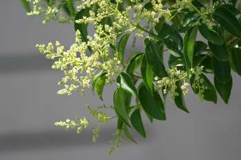 Aligustre - Flor (Ligustrum sp.)