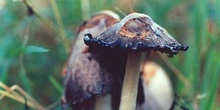 Seta barbuda (Coprinus comatus)