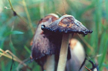 Seta barbuda (Coprinus comatus)