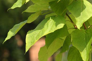 Catalpa (Catalpa bignonioides)