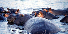 Manada de Hipopótamos, Botswana