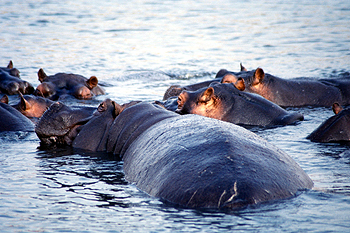 Manada de Hipopótamos, Botswana