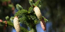 Falso abeto rojo . Conos Fem. (Picea abies)