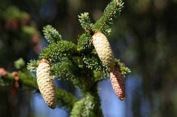 Falso abeto rojo . Conos Fem. (Picea abies)