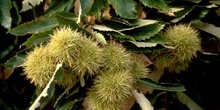 Castaño - Fruto (Castanea sativa)
