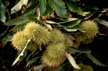 Castaño - Fruto (Castanea sativa)