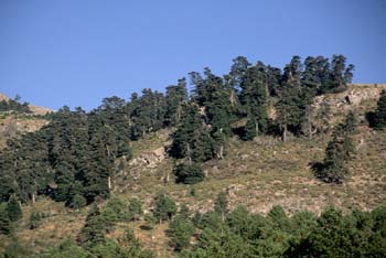 Abeto pinsapo - Bosque (Abies pinsapo)