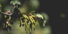 Rebollo / melojo - Flor masc. (Quercus pyrenaica)