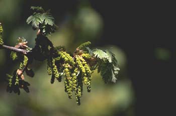 Rebollo / melojo - Flor masc. (Quercus pyrenaica)