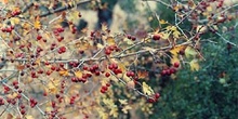 Espino majuelo - Fruto (Crataegus monogyna)