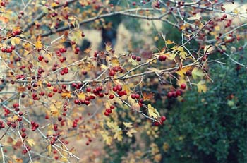 Espino majuelo - Fruto (Crataegus monogyna)