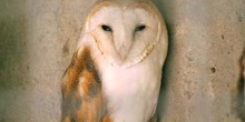 Lechuza común (Tyto alba)