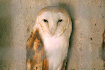 Lechuza común (Tyto alba)