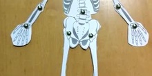 El esqueleto- Das Skelett