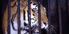 Tigre siberiano en el zoológico de Darjeeling, India
