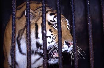 Tigre siberiano en el zoológico de Darjeeling, India