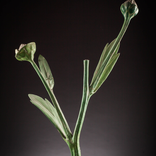 IES_SANISIDRO_MUSEO_Botanica_022