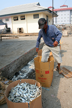 Embalando pescado, Jakarta