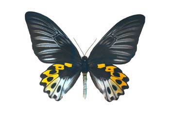 Troides hypolitus (Nueva Guinea)