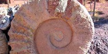 Ammonites de gran tamaño en Tizi-n-Tichka, Marruecos
