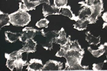 Composición en blanco y negro