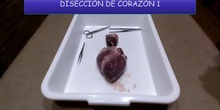 DISECCIÓN DE CORAZÓN - ANATOMÍA EXTERNA