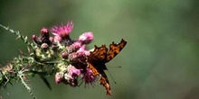 C-blanca (Polygonia c-album)