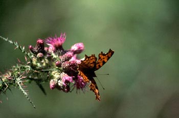 C-blanca (Polygonia c-album)