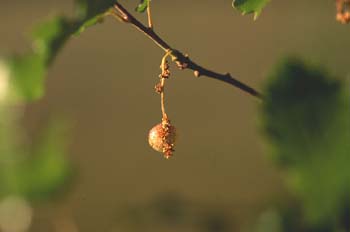 Quejigo - Agalla (Quercus faginea)