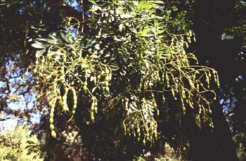 Falsa acacia de Japón - Hoja, fruto (Sophora japonica)