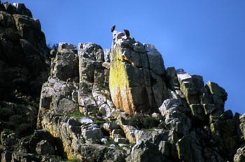 Roquedo - Parque de Monfragüe, Cáceres
