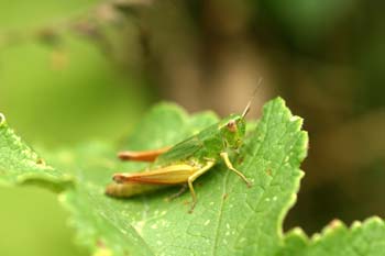 Saltamontes (Euthystira sp)